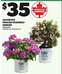 Loblaws ASSORTED PROVEN WINNERS SHRUBS, 2 GALLON offer