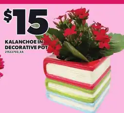Loblaws KALANCHOE IN DECORATIVE POT offer