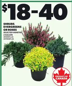 Loblaws SHRUBS, EVERGREENS OR ROSES offer