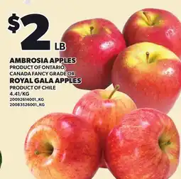 Loblaws AMBROSIA APPLES OR ROYAL GALA APPLES offer