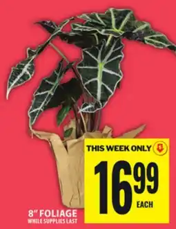 Food Basics 8 FOLIAGE offer