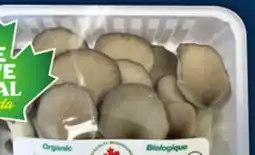 Food Basics ORGANIC BABY KING, BLACK OR ENOKI OYSTER MUSHROOMS offer