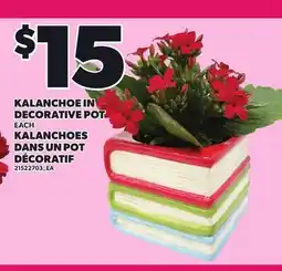 Independent Grocer KALANCHOE IN DECORATIVE POT offer