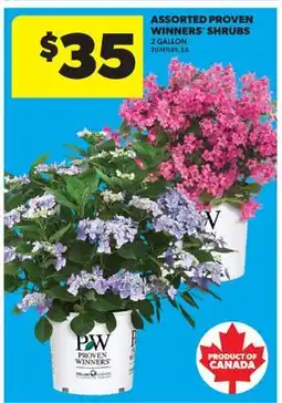 Real Canadian Superstore ASSORTED PROVEN WINNERS SHRUBS, 2 GALLON offer