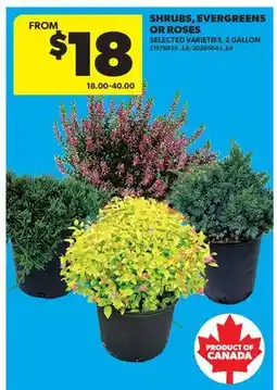 Real Canadian Superstore SHRUBS, EVERGREENS OR ROSES, 2 GALLON offer