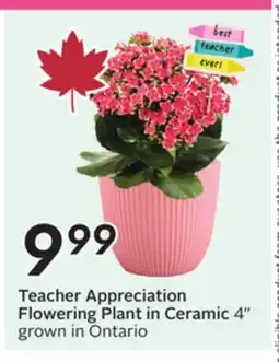 Sobeys Teacher Appreciation Flowering Plant in Ceramic 4 offer