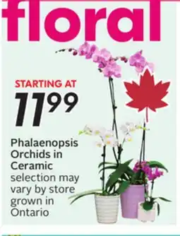 Sobeys Phalaenopsis Orchids in Ceramic offer