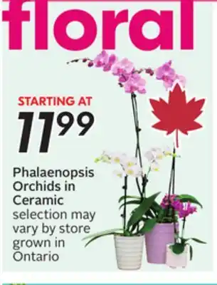 Sobeys Phalaenopsis Orchids in Ceramic offer