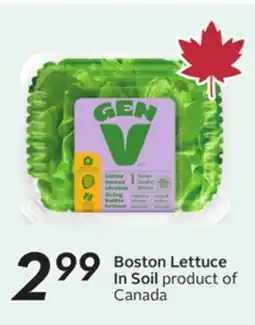 Sobeys Boston Lettuce In Soil offer