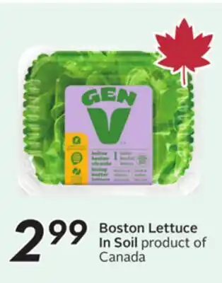 Sobeys Boston Lettuce In Soil offer