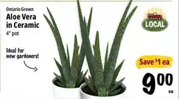 Farm Boy Aloe Vera in Ceramic offer