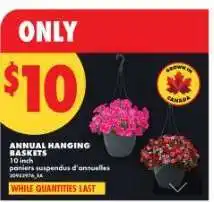 No Frills ANNUAL HANGING BASKETS offer
