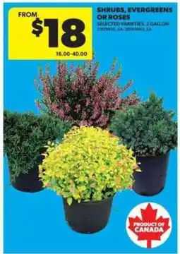 Real Canadian Superstore Shrubs, Evergreens or Roses offer