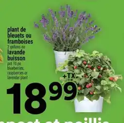Super C plant de bleuets ou framboises offer