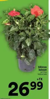 Super C hibiscus buisson offer
