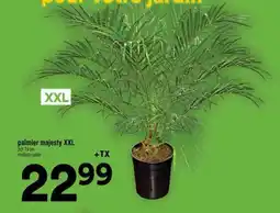 Super C palmier majesty XXL offer