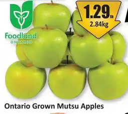 Starsky Ontario Grown Mutsu Apples offer