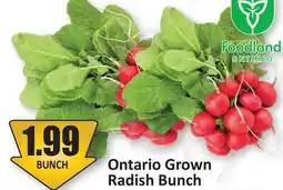 Starsky Ontario Grown Radish Bunch offer