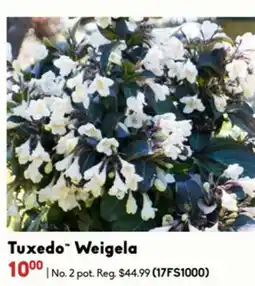 Sheridan Nurseries Tuxedo Weigela offer