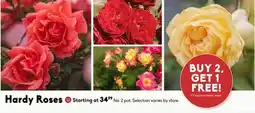 Sheridan Nurseries Hardy Roses offer