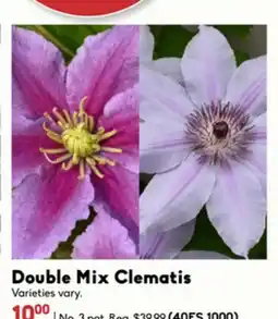 Sheridan Nurseries Double Mix Clematis offer