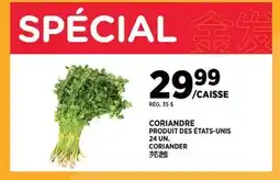 Kim Phat CORIANDER offer