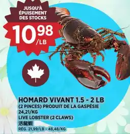 Kim Phat LIVE LOBSTER (2 CLAWS) offer