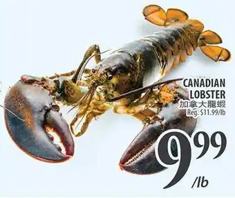 Al Premium Food Mart CANADIAN LOBSTER offer