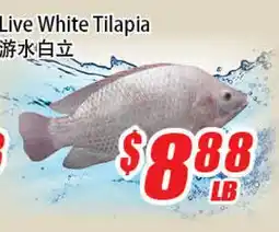 WinCo Food Mart Live White Tilapia offer