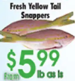 Danforth Food Market Fresh Yellow Tail Snappers offer