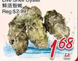 Foody Mart Live Shell Oyster offer