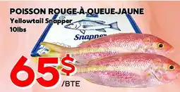 Marche Salaberry POISSON ROUGE À QUEUE JAUNE offer