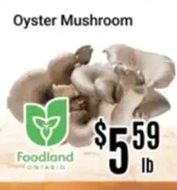 Nations Fresh Foods Oyster Mushroom offer