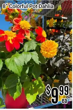 Nations Fresh Foods 8 Colorful Pot Dahlia offer