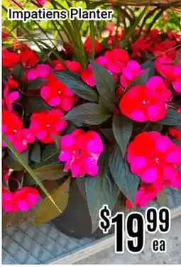 Nations Fresh Foods Impatiens Planter offer