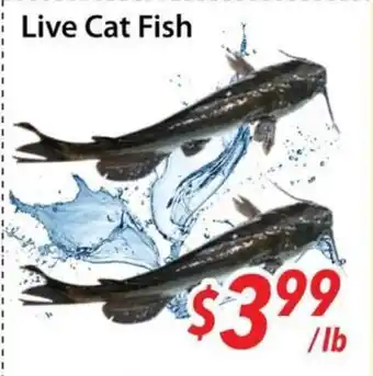 Bestco Food Mart Live Cat Fish offer