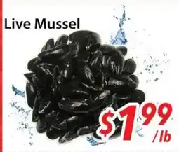 Bestco Food Mart Live Mussel offer
