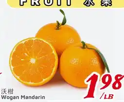 United Supermarket Wogan Mandarin offer