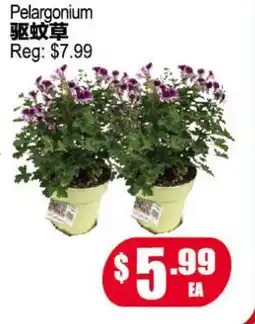 Yuan Ming Supermarket Pelargonium offer