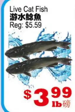 Yuan Ming Supermarket Live Cat Fish offer