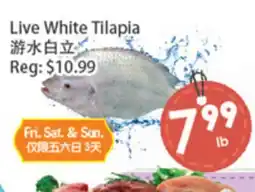 Fresh Palace Supermarket Live White Tilapia offer