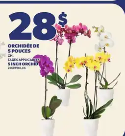 Provigo ORCHIDÉE DE 5 POUCES | 5 INCH ORCHID offer