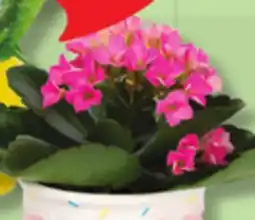 IGA KALANCHOE, ASSORTED PLANTS OR FLOWERED POT offer