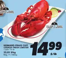 IGA COOKED FRESH LOBSTER offer