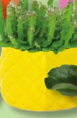 IGA KALANCHOE, ASSORTED PLANTS OR FLOWERED POT offer