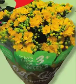 IGA 3-STEM KALANCHOE BOUQUET offer