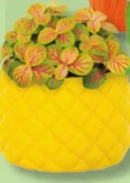 IGA KALANCHOE, ASSORTED PLANTS OR FLOWERED POT offer