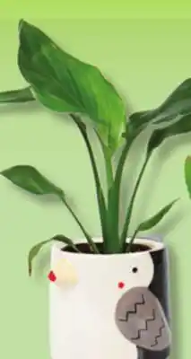 IGA PLANTS offer