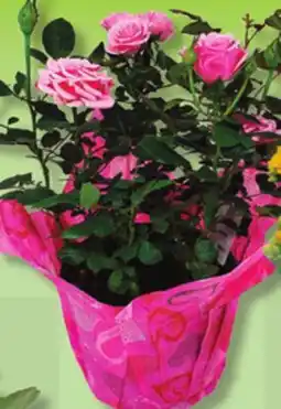 IGA MINI ROSEBUSH offer