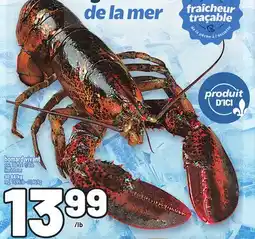 Metro HOMARD VIVANT | LIVE LOBSTER offer
